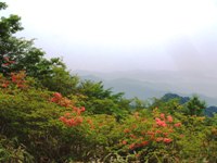 柳沢ノ頭のツツジの花