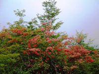 柳沢ノ頭のツツジの花