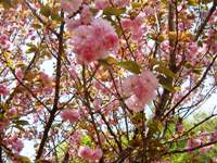 桜の花