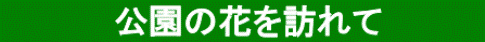 ̉ԂK