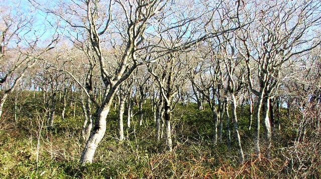 RVAȕH