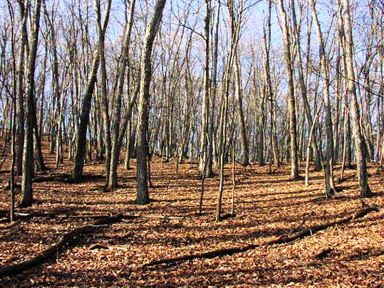 RVAȕH