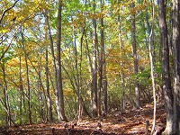 小河内峠への林道