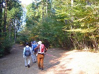 峠から下る林道