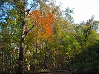 林道の紅葉