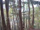 大サス山