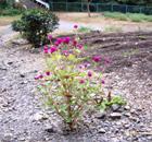人家の脇のお花