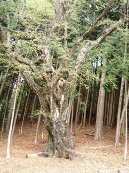 布滝ノ峰山頂