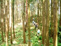 杉林の尾根道の状況