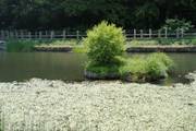 しょうぶ公園の池